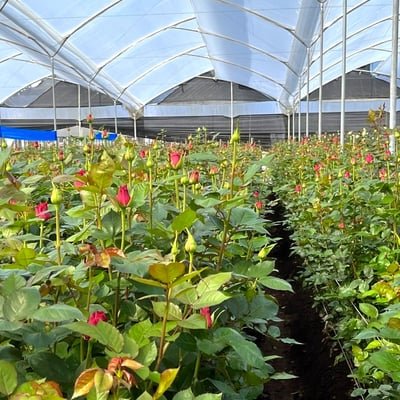 Albra Roses