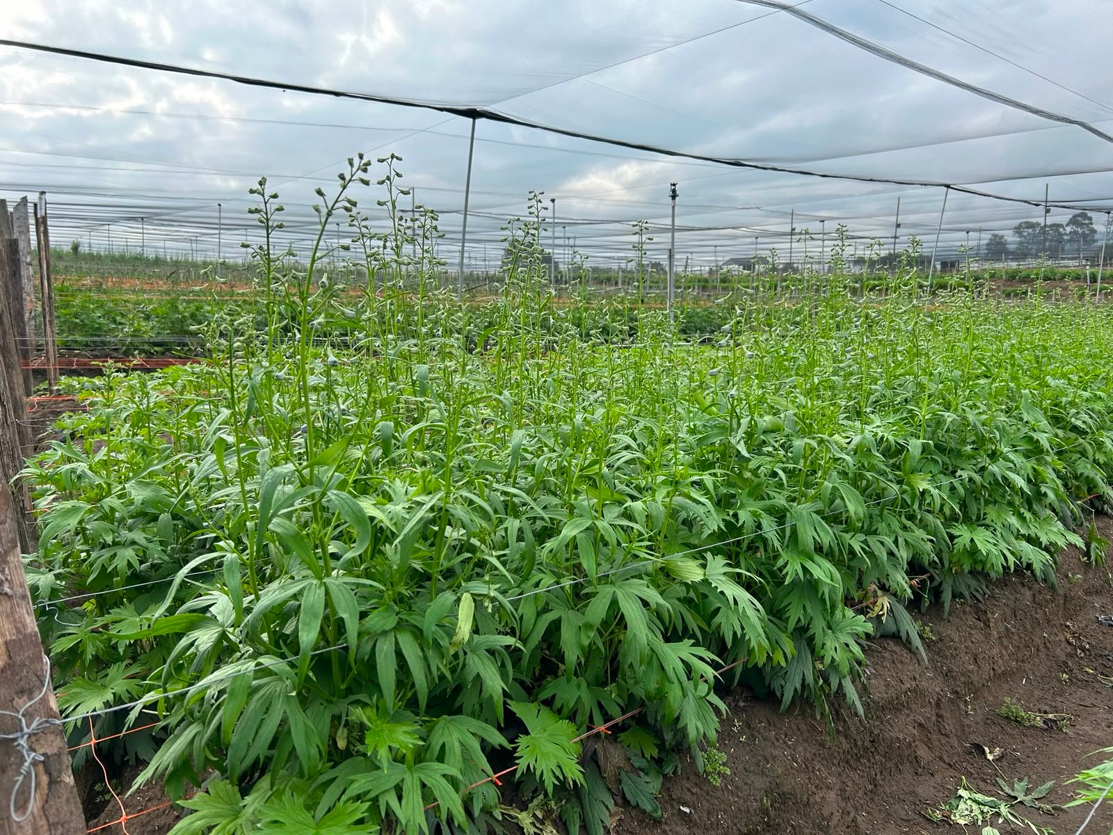Delphinium con ByoZenix a 4 semanas — Florecot