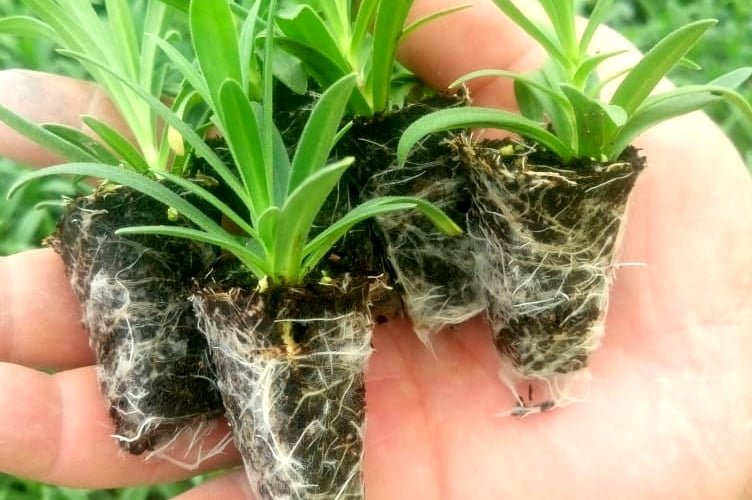 Root development