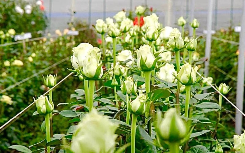 Increased production
