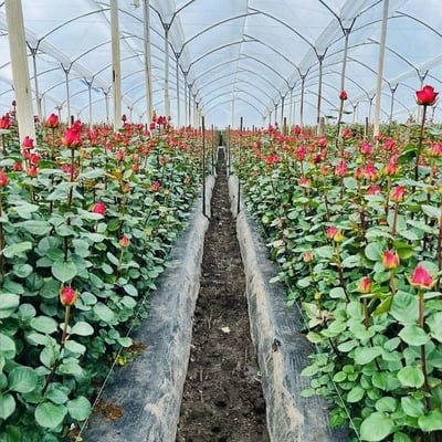 LifeFlowers
